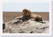 11SerengetiToSopa - 14 * Only male lions boast manes, the impressive fringe of long hair that encircles their heads. Males defend the pride's territory, which may include some 100 square miles of grasslands, scrub, or open woodlands. - animals.nationalgeographic.com
